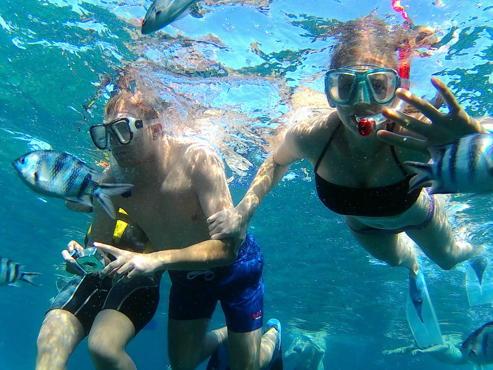 watching dolphin boat tour with Snorkeling and Lunch