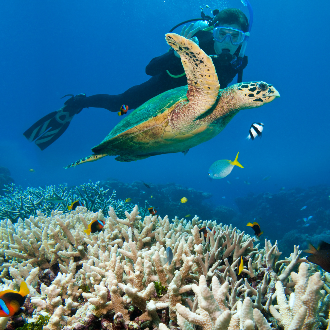 Red Sea Discovery: 8-Night Scuba Diving