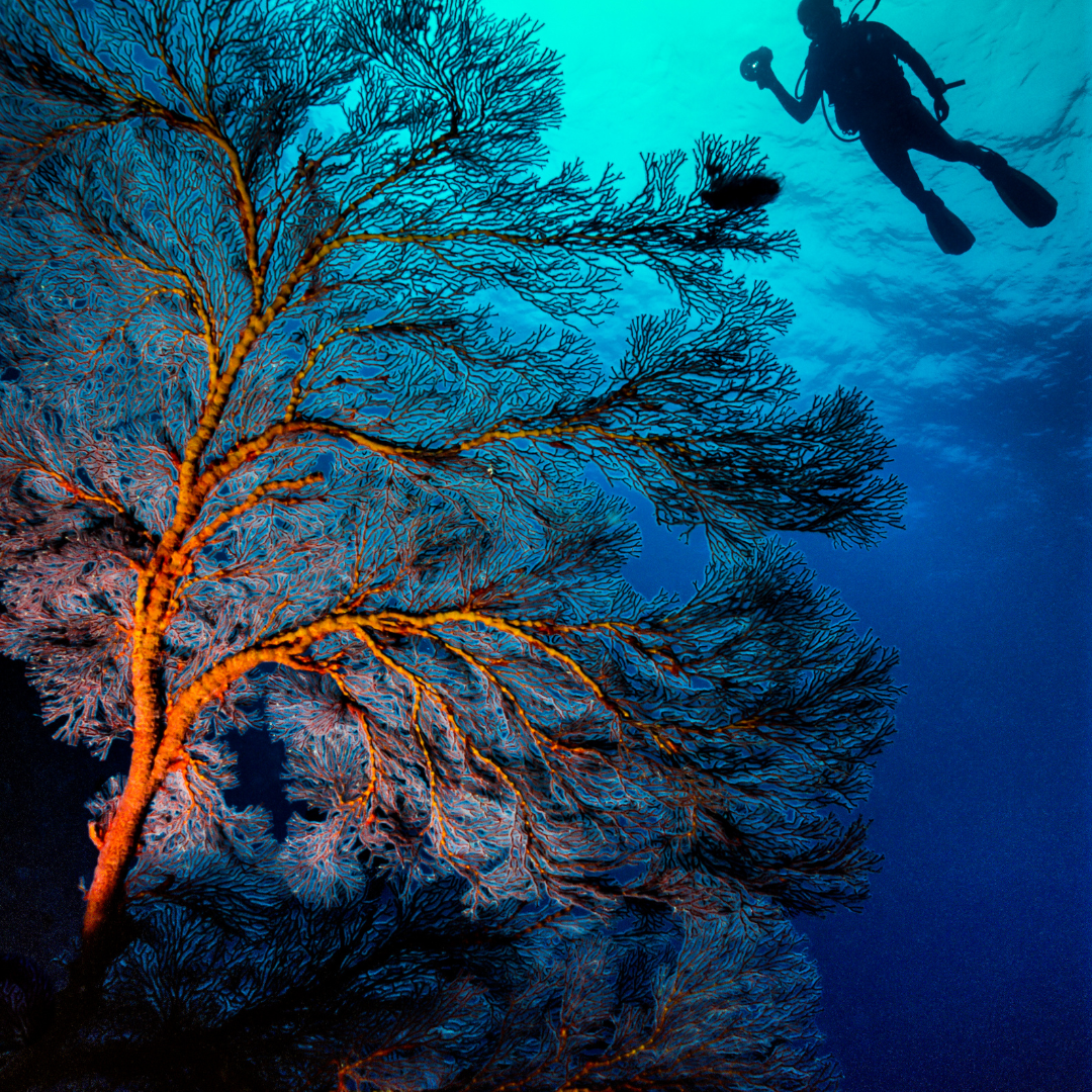 Red Sea Discovery: 8-Night Scuba Diving
